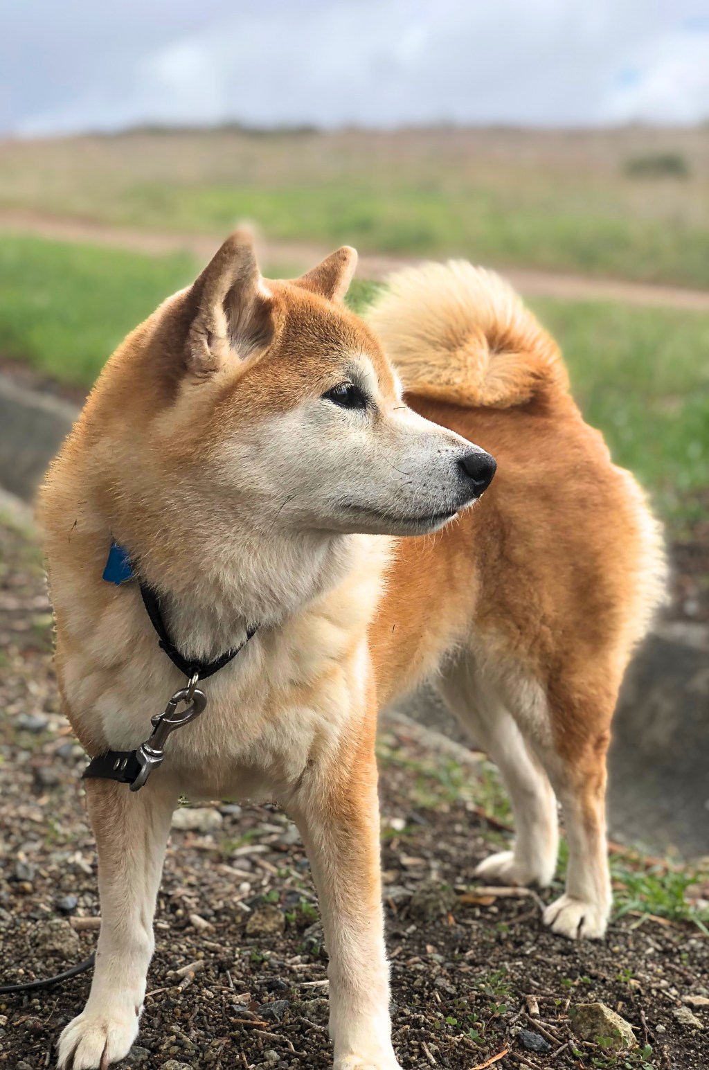 Your Dog Training Must Have Items–Part 2