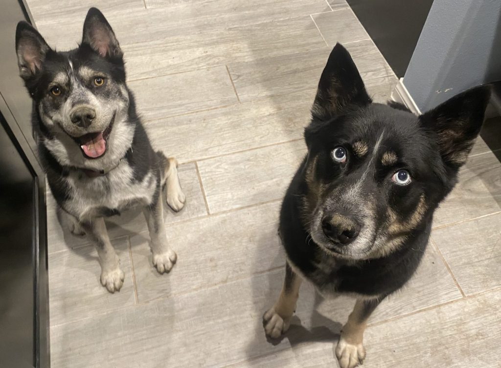 Your Dog Is Smarter Than You Think&nbsp;(Probably)